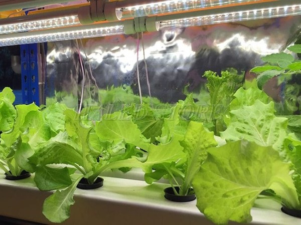 Trồng rau sạch bằng đèn LED 