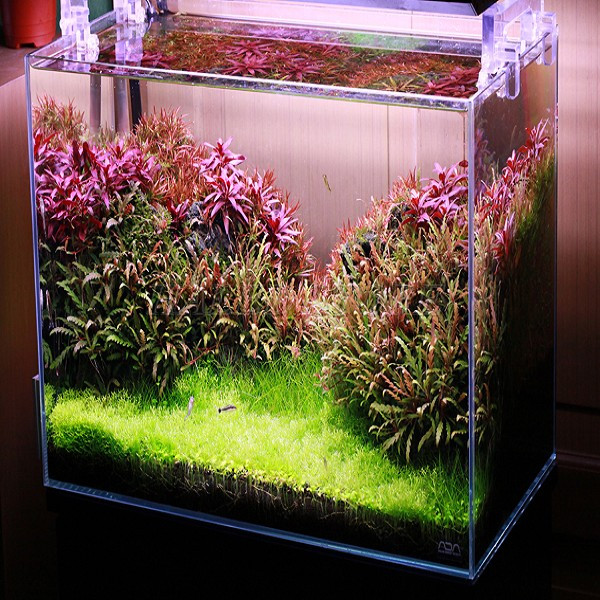 Kiểu dáng đèn bể cá đèn thủy sinh lá đỏ 80cm