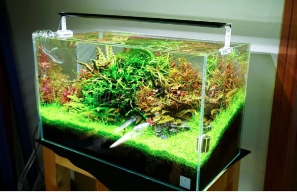 Kiểu dáng đèn LED bể cá cảnh 50cm 23W