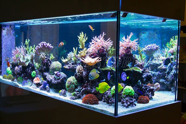 den-led-day-trang-tri-be-ca