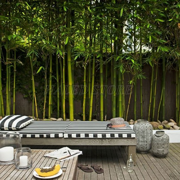 trong-cay-sat-mep-tuong-rao