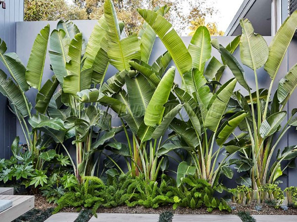 trong-day-cay-chuoi-canh-doc-tuong-rao