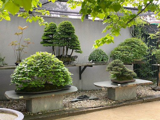 bo-tri-cac-chau-cay-bonsai-theo-hang