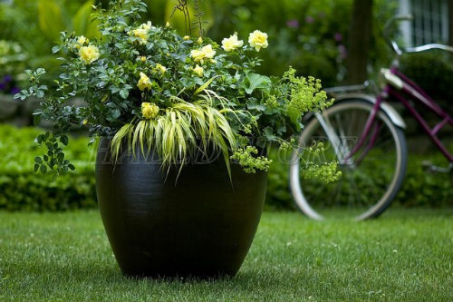 chon-nhung-mau-chau-cay-co-kich-thuoc-lon