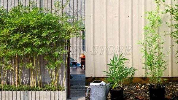 mau-cay-truc-quan-tu-dang-thang