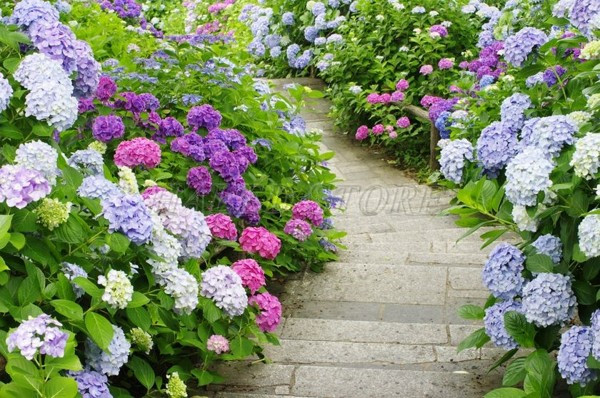 trang-tri-mot-loi-di-voi-hoa-cam-tu-cau