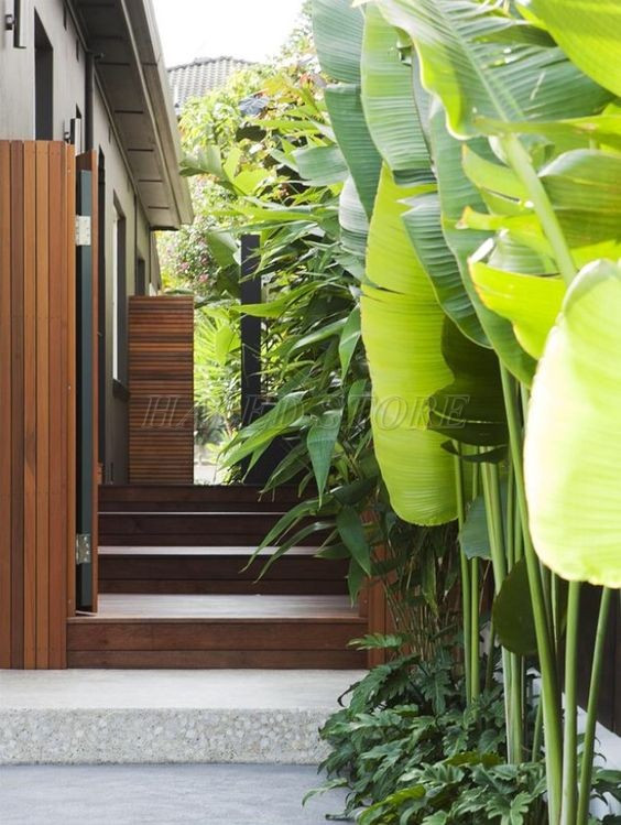 trong-cay-chuoi-canh-ben-hong-nha