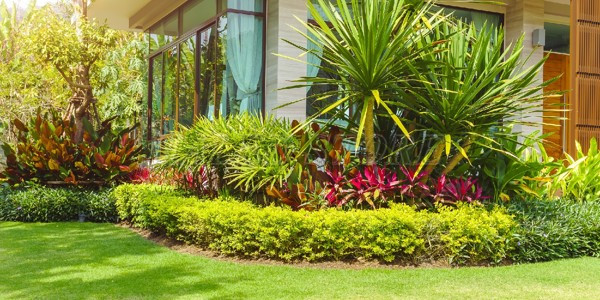 trong-nhung-mau-cay-co-cay-hoa-xanh-mat