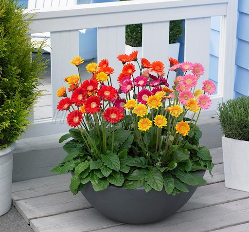 bo-tri-chau-hoa-canh-hanh-lang-truoc-nha