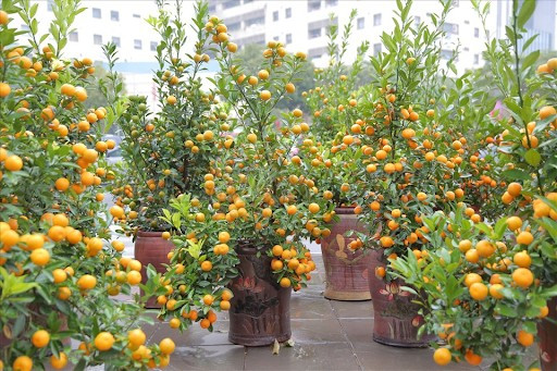 cay-quat-dac-trung-ngay-tet