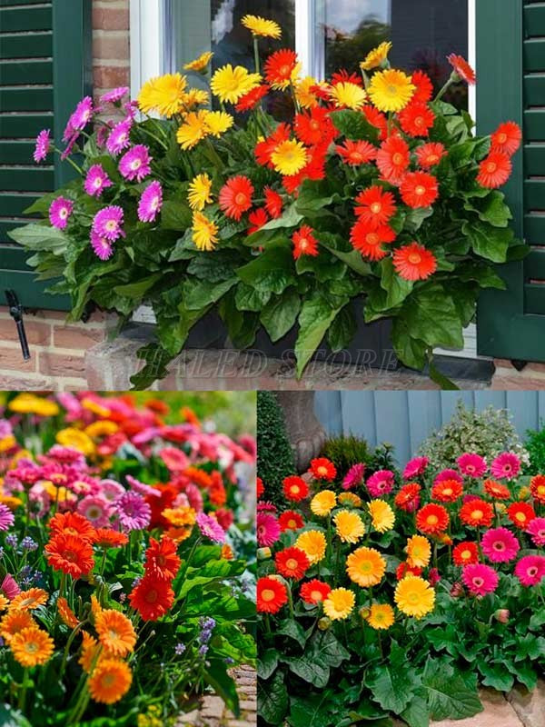 decor-chau-hoa-vi-tri-cua-so