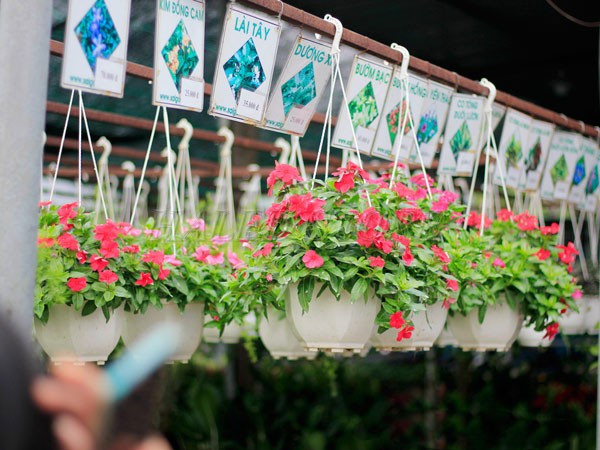 mau-chau-hoa-treo-doc-tet