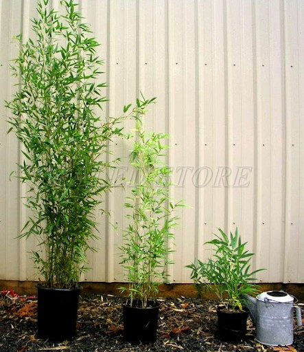 trang-tri-tieu-canh-cay-truc-choi-tet