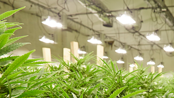 Đèn LED UV 50W Rạng Đông 