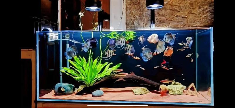 Đèn rọi bể cá thủy sinh XML 