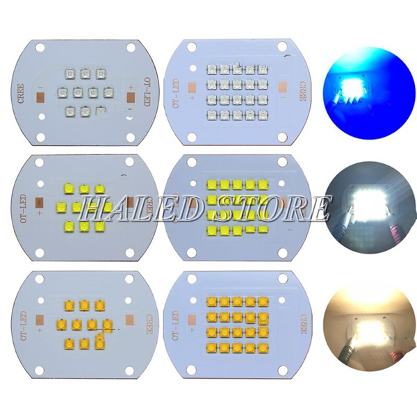 Cree plant Crow Light