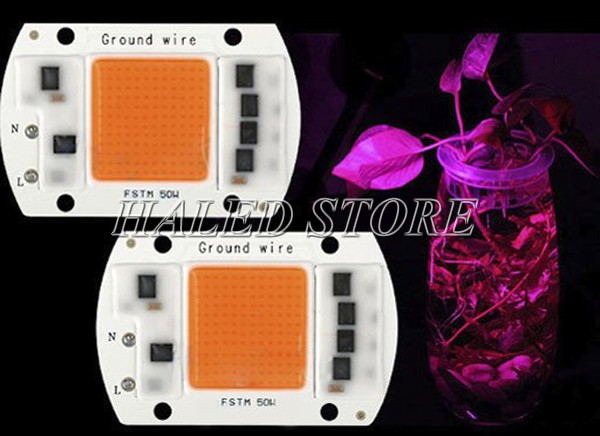 Chip LED 50W trồng cây